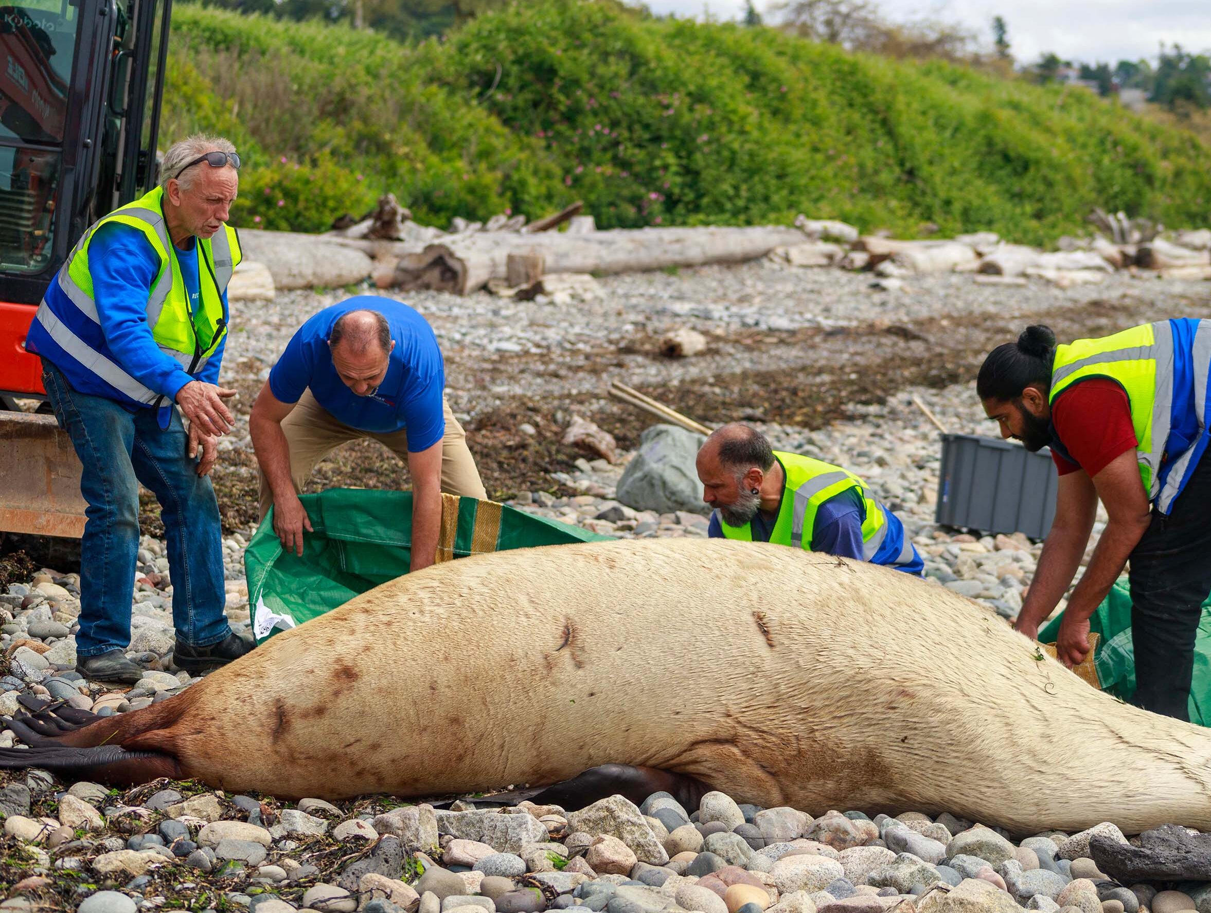 Four men in hi-vis vest from Recycle It Canada crew picking up a sea lion carcass at the beach front