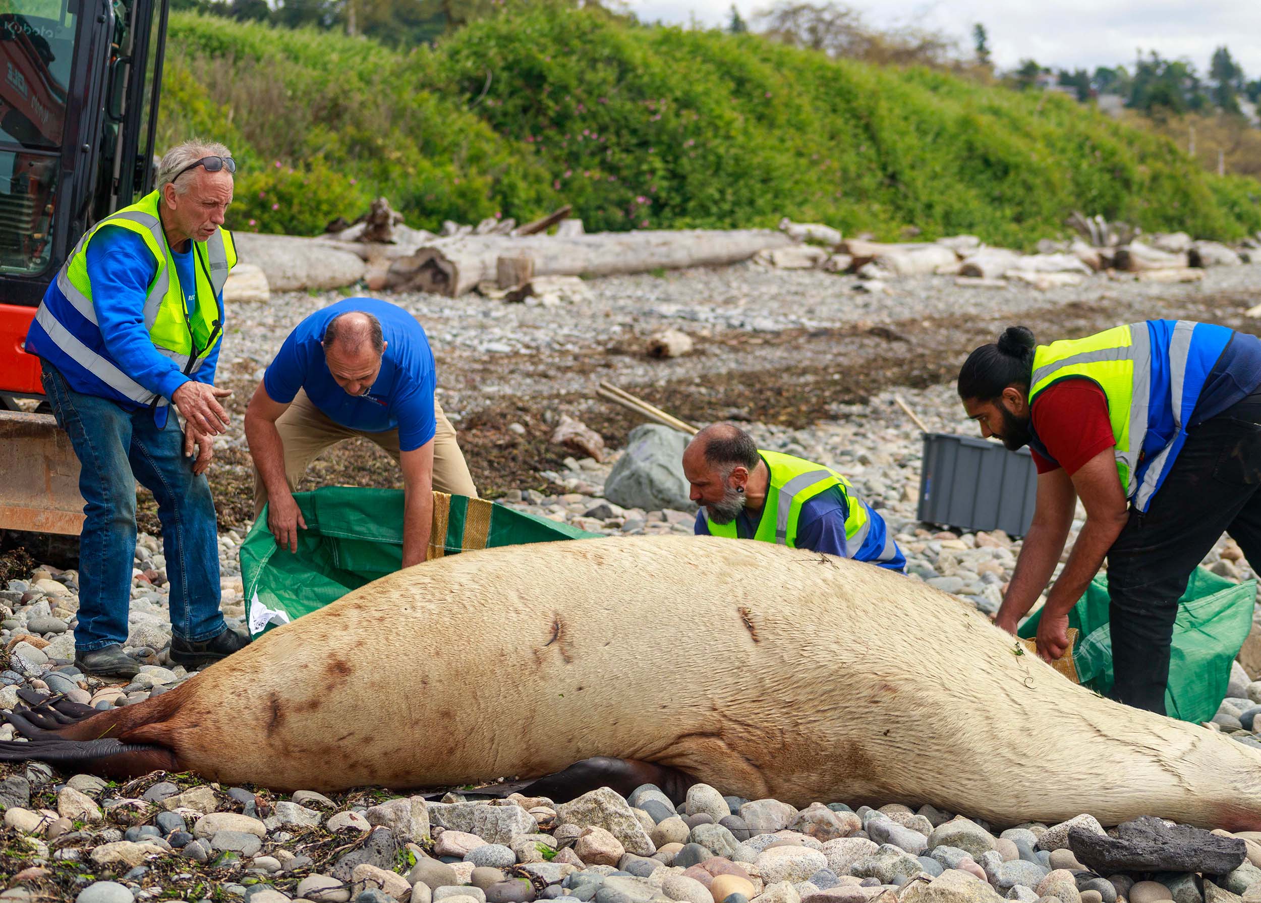 Recycle It Canda crew cleaning up a 1,389lb Sea Lion Carcass that Washed Ashore on White rock beach